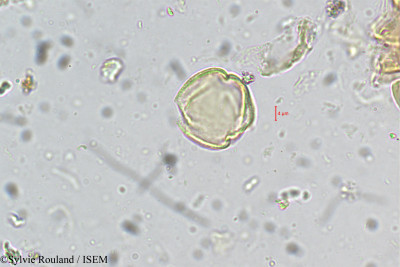 Sylvie.Rouland/Bergia_capensis_5534/Bergia_capensis_5534_0001(copy)_thumb.jpg
