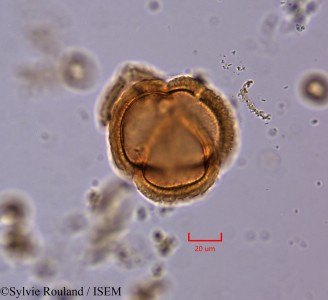 Berlinia craibiana - lame n° 2186