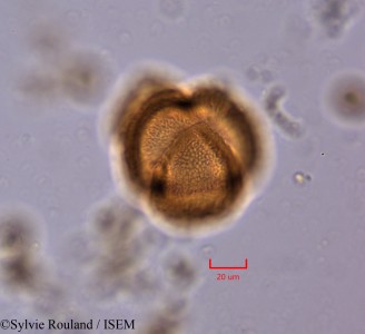 Berlinia craibiana - lame n° 2186