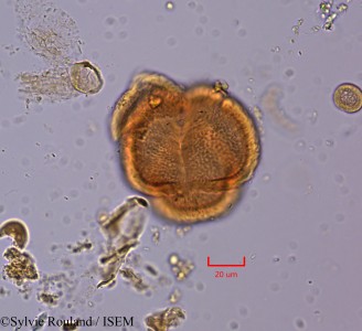 Berlinia craibiana - lame n° 2186