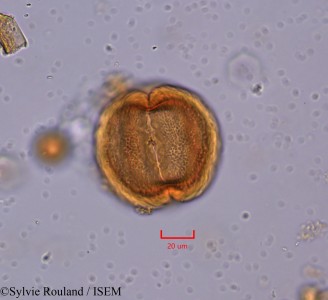 Berlinia craibiana - lame n° 2186