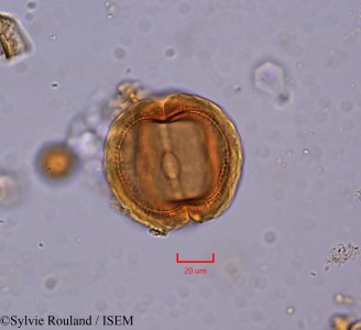 Berlinia craibiana - lame n° 2186