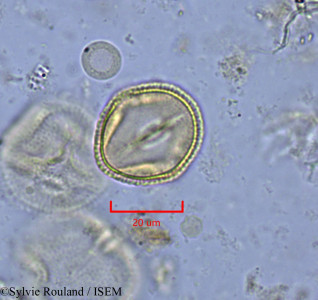 Sylvie.Rouland/Bertiera_cinereoviridis_1801/Bertiera_cinereoviridis_1801_0001(copy)_thumb.jpg