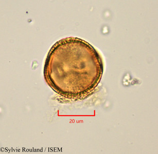 Sylvie.Rouland/Bertiera_guianensis_1795/Bertiera_guianensis_1795_0001(copy)_thumb.jpg