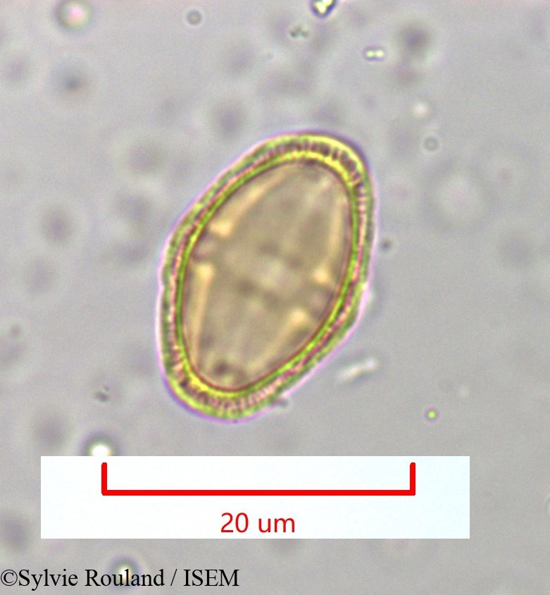 Sylvie.Rouland/Berula_angustifolia_965/Berula_angustifolia_965_0001(copy).jpg