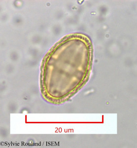 Sylvie.Rouland/Berula_angustifolia_965/Berula_angustifolia_965_0001(copy)_thumb.jpg