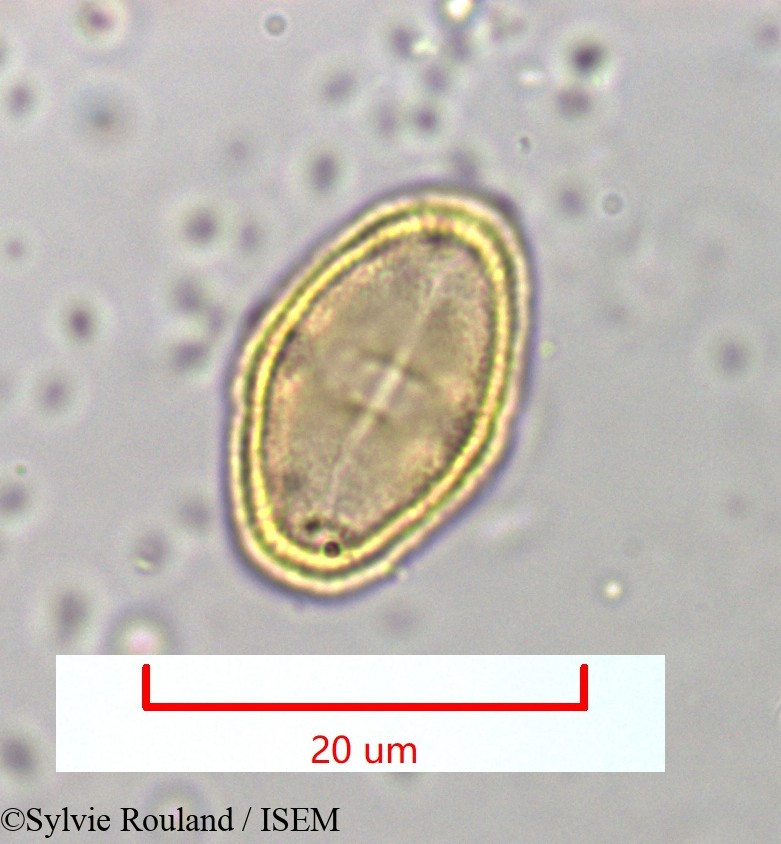 Sylvie.Rouland/Berula_angustifolia_965/Berula_angustifolia_965_0002(copy).jpg