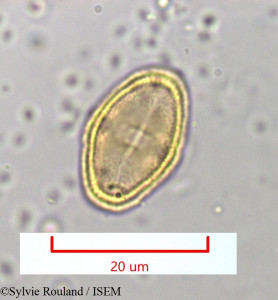 Berula angustifolia - lame n° 965