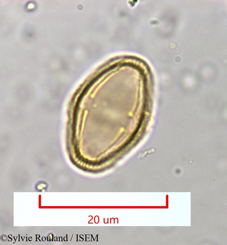 Sylvie.Rouland/Berula_angustifolia_965/Berula_angustifolia_965_0003(copy).jpg