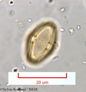 Berula angustifolia - lame n° 965