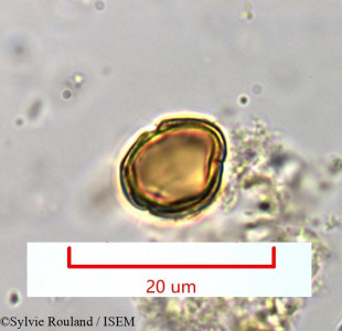 Berula angustifolia - lame n° 965