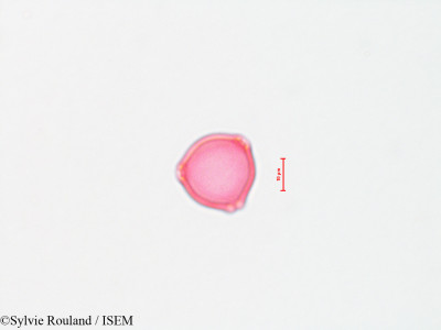 Betula alba - lame n° 4423