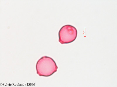 Betula alba - lame n° 4423