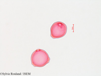 Betula alba - lame n° 4423