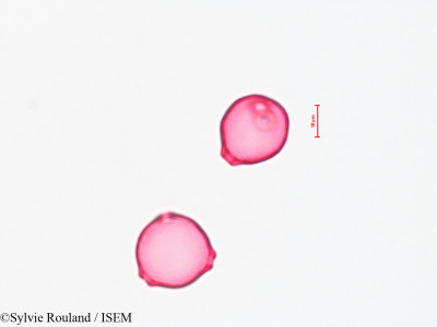 Betula alba - lame n° 4423