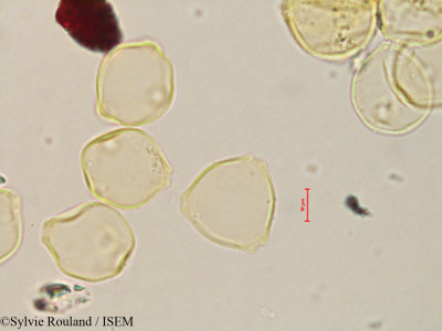 Sylvie.Rouland/Betula_papyrifera_4440/Betula_papyrifera_4440_0001(copy)_thumb.jpg