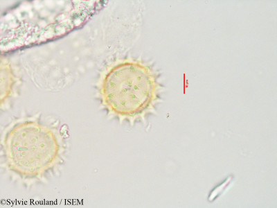 Bidens bipinnata - lame n° 3559