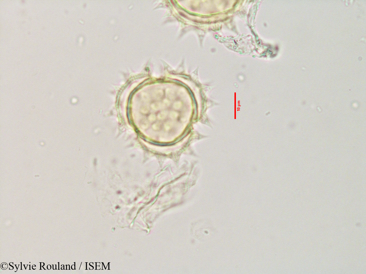 Sylvie.Rouland/Bidens_bipinnata_3559/Bidens_bipinnata_3559_0004(copy).jpg