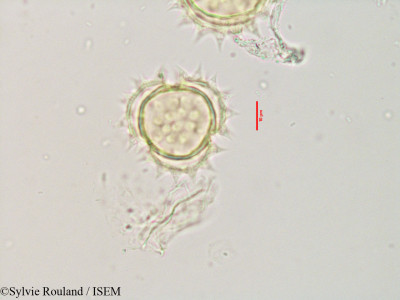Bidens bipinnata - lame n° 3559