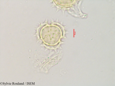 Bidens bipinnata - lame n° 3559