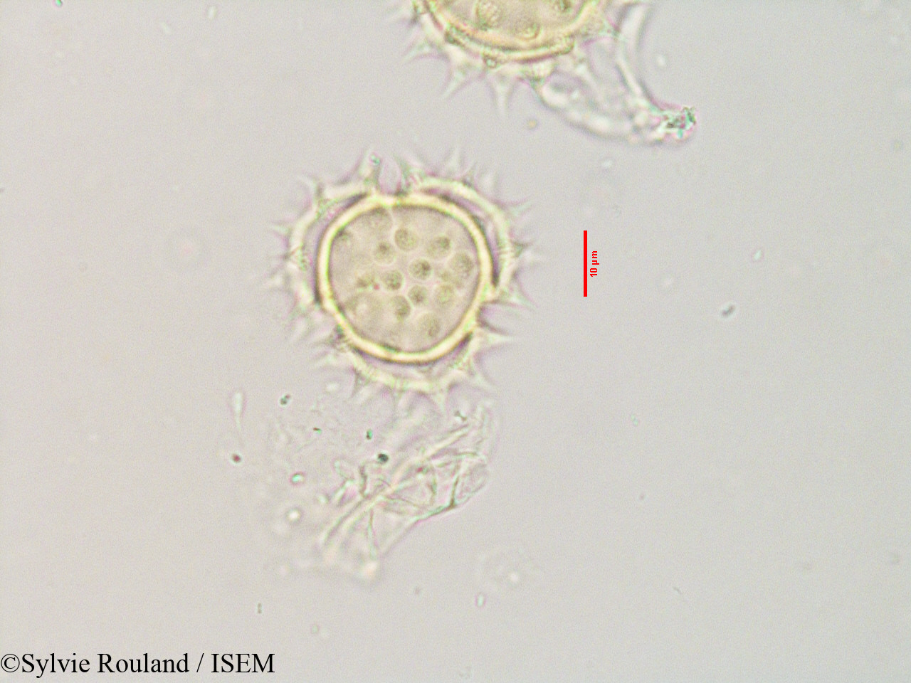 Sylvie.Rouland/Bidens_bipinnata_3559/Bidens_bipinnata_3559_0006(copy).jpg