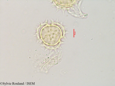 Bidens bipinnata - lame n° 3559