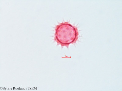 Bidens cernua - lame n° 4312