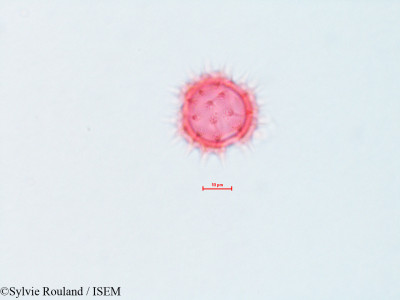 Bidens cernua - lame n° 4312