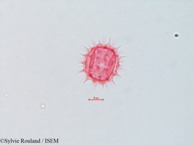Bidens cernua - lame n° 4312