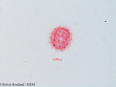 Bidens cernua - lame n° 4312