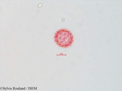 Sylvie.Rouland/Bidens_pilosa_4314/Bidens_pilosa_4314_0001(copy)_thumb.jpg