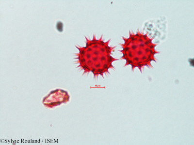 Sylvie.Rouland/Bidens_trichosperma_4313/Bidens_trichosperma_4313_0001(copy)_thumb.jpg