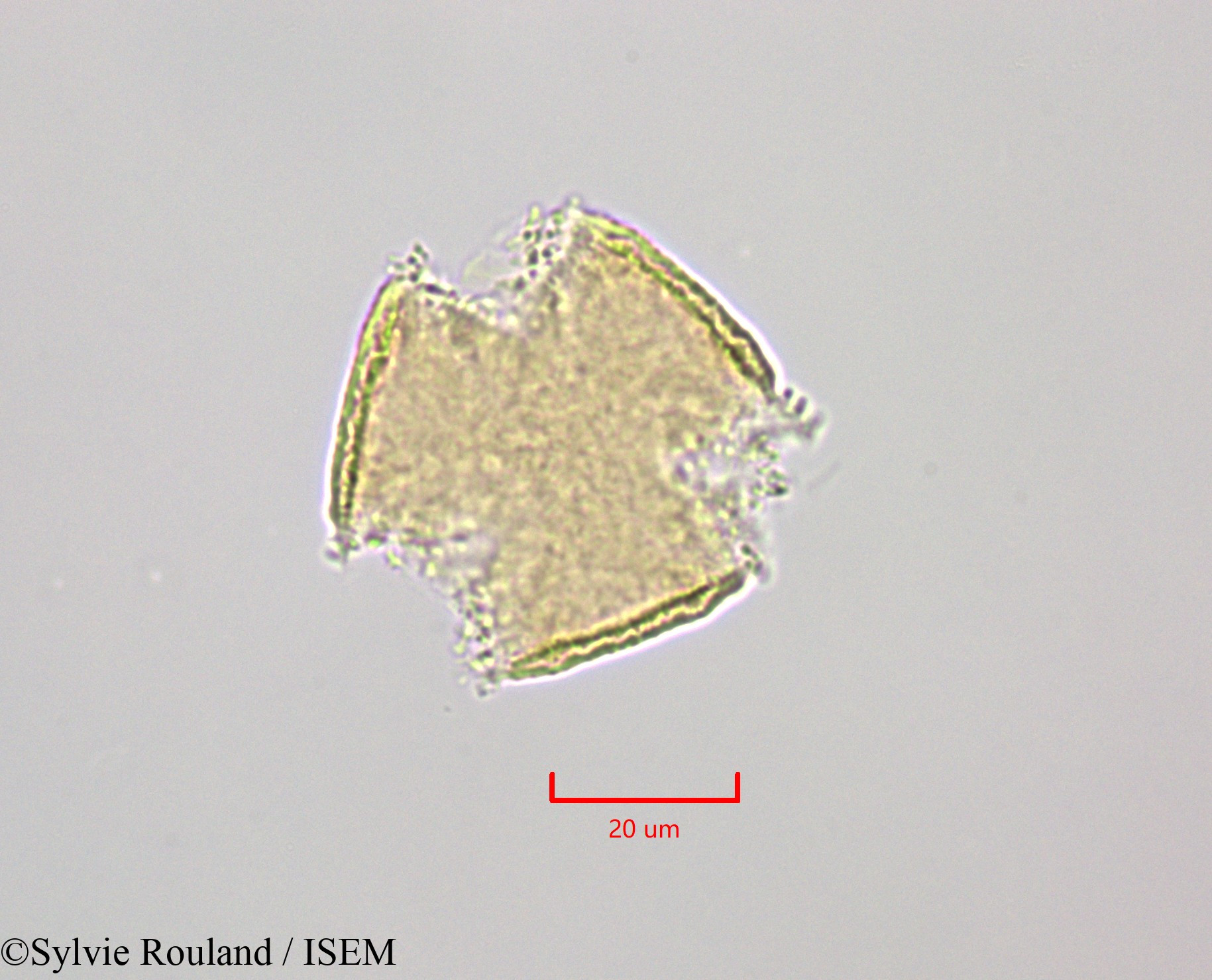 Sylvie.Rouland/Bikkia_campanulata_47240/Bikkia_campanulata_47240_0001(copy).jpg