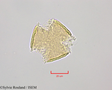 Sylvie.Rouland/Bikkia_campanulata_47240/Bikkia_campanulata_47240_0001(copy)_thumb.jpg