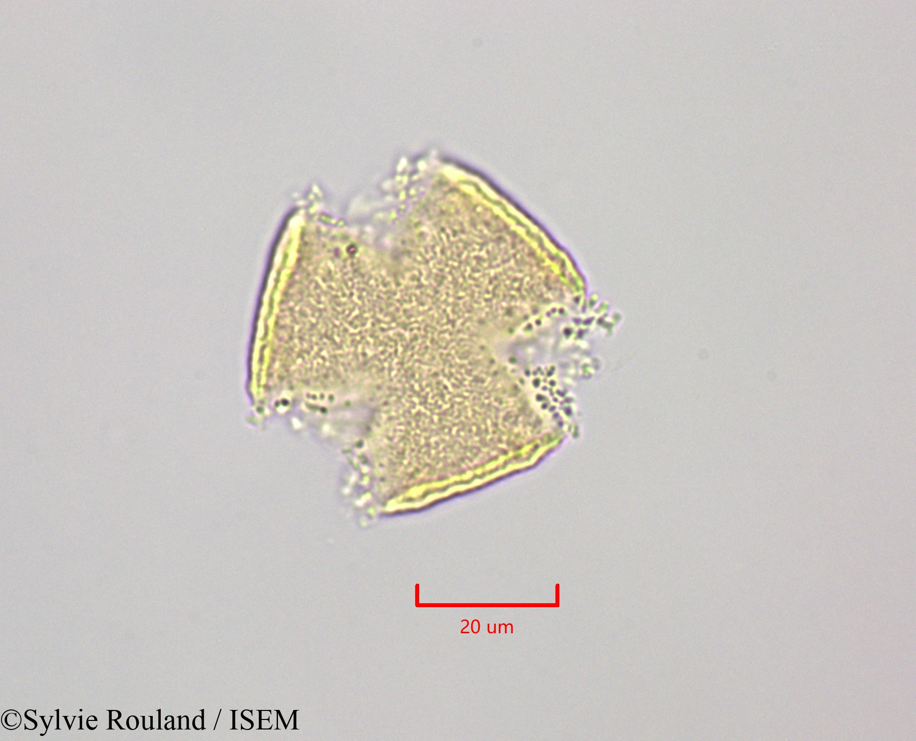 Sylvie.Rouland/Bikkia_campanulata_47240/Bikkia_campanulata_47240_0002(copy).jpg