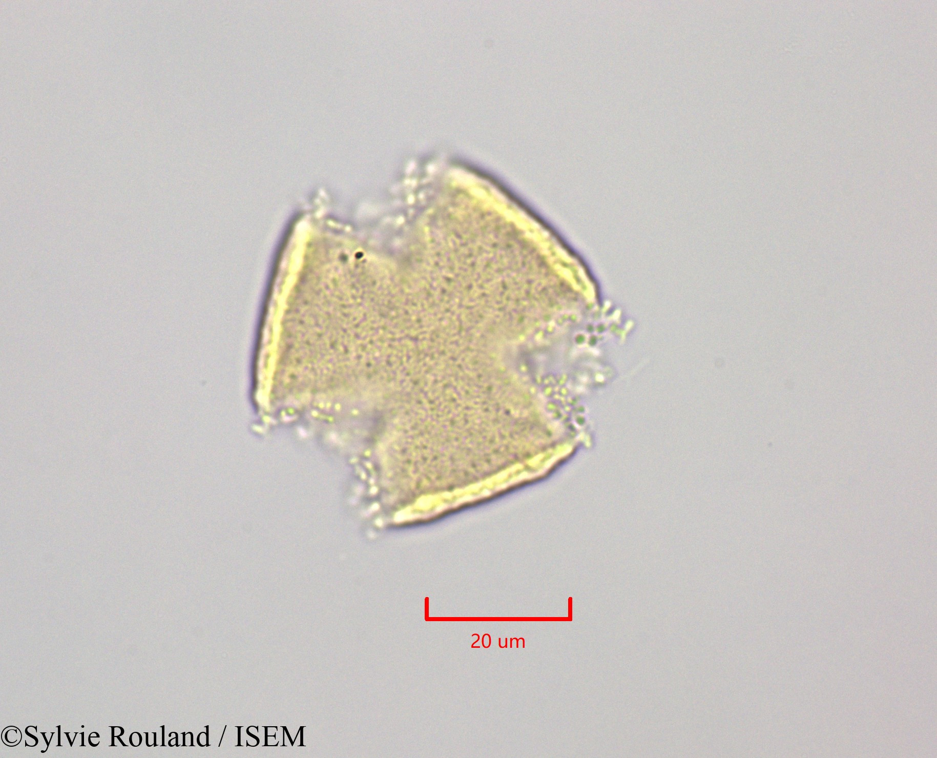 Sylvie.Rouland/Bikkia_campanulata_47240/Bikkia_campanulata_47240_0003(copy).jpg