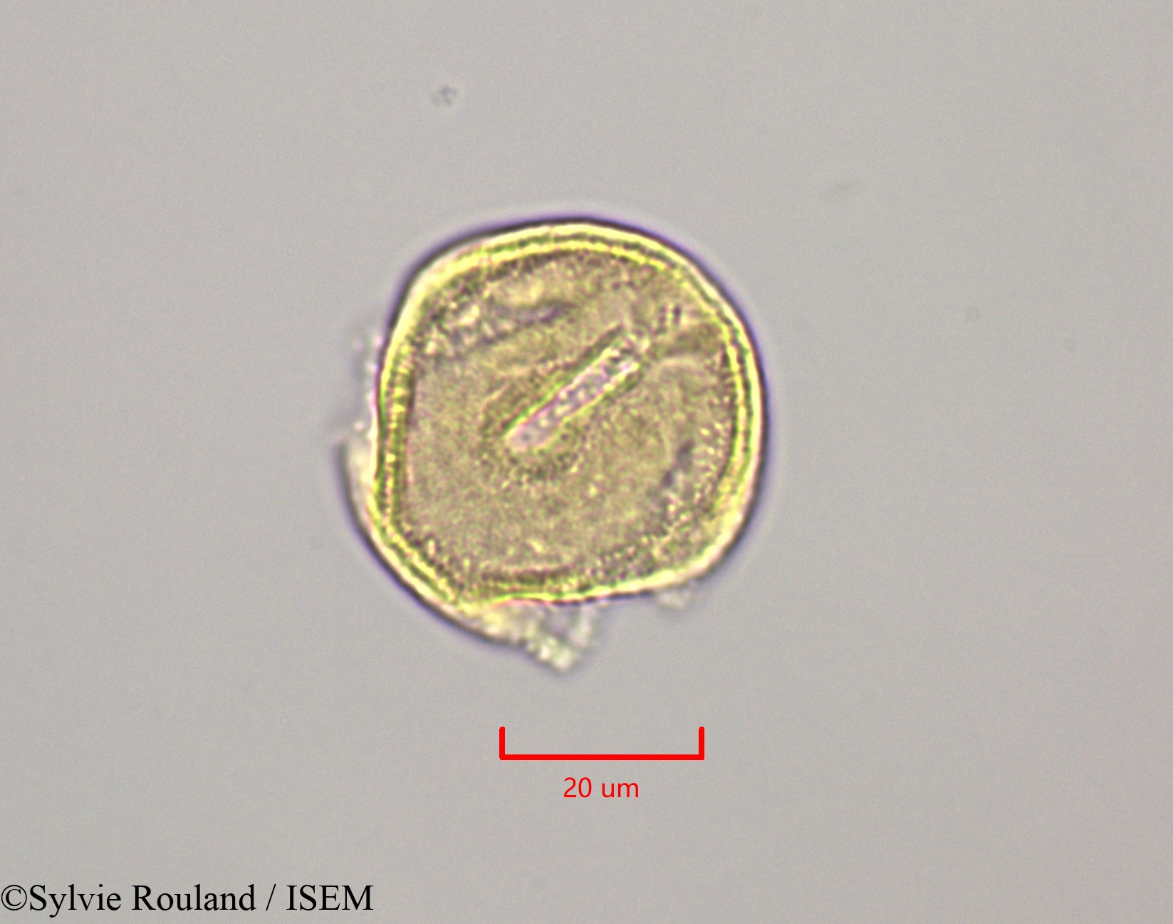 Sylvie.Rouland/Bikkia_campanulata_47240/Bikkia_campanulata_47240_0004(copy).jpg