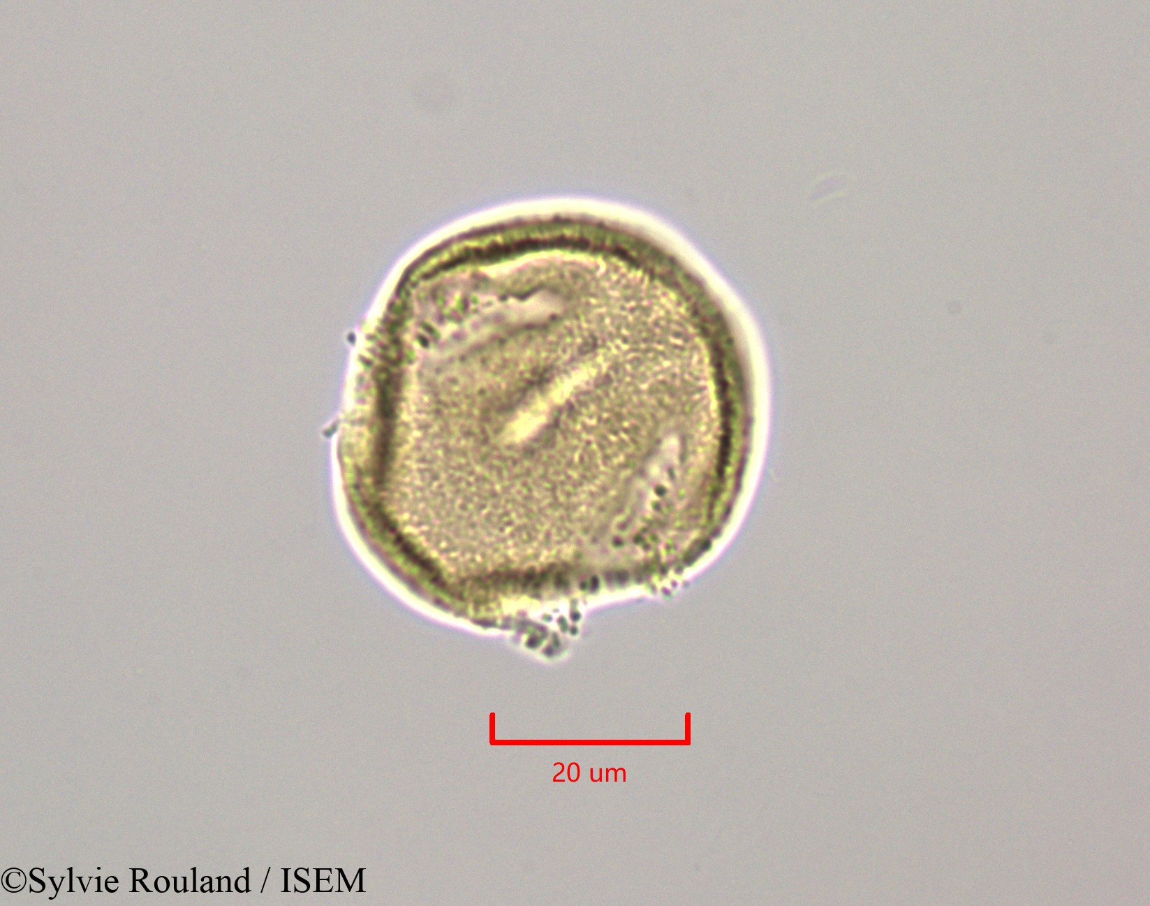 Sylvie.Rouland/Bikkia_campanulata_47240/Bikkia_campanulata_47240_0005(copy).jpg