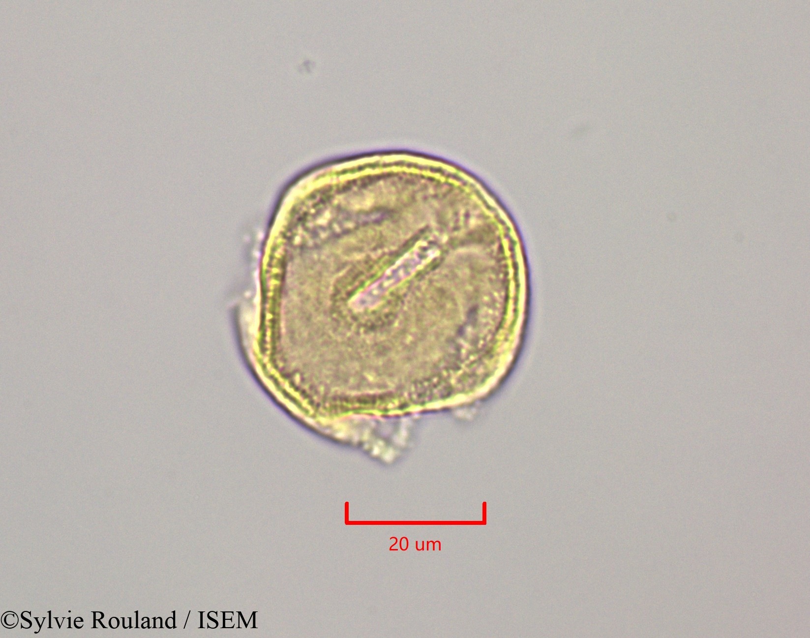 Sylvie.Rouland/Bikkia_campanulata_47240/Bikkia_campanulata_47240_0006(copy).jpg