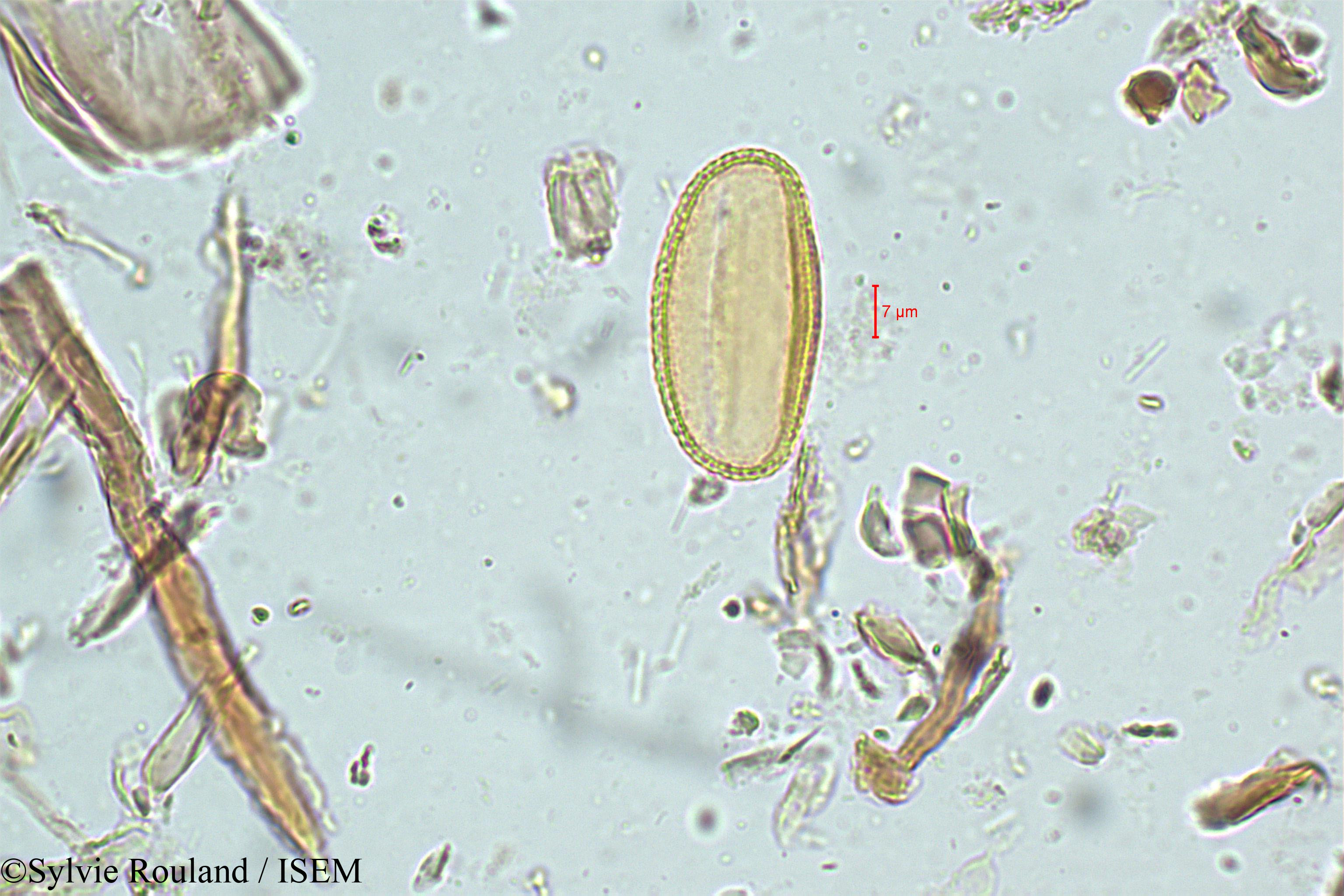 Sylvie.Rouland/Biophytum_candolleanum_5067/Biophytum_candolleanum_5067_0001(copy).jpg