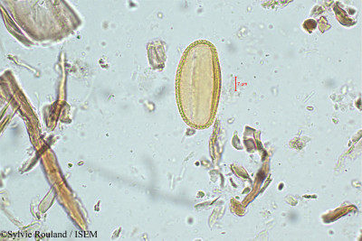 Sylvie.Rouland/Biophytum_candolleanum_5067/Biophytum_candolleanum_5067_0001(copy)_thumb.jpg