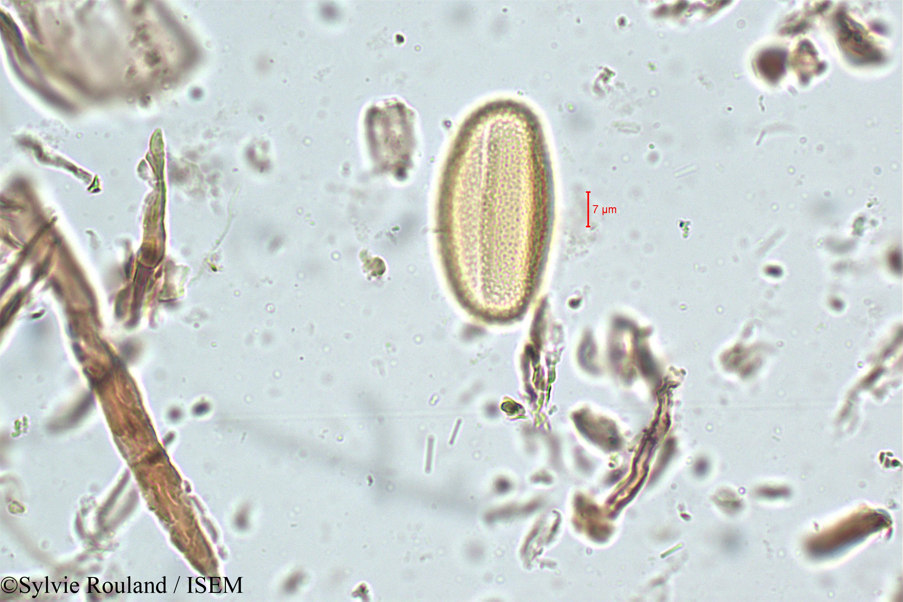 Sylvie.Rouland/Biophytum_candolleanum_5067/Biophytum_candolleanum_5067_0002(copy).jpg