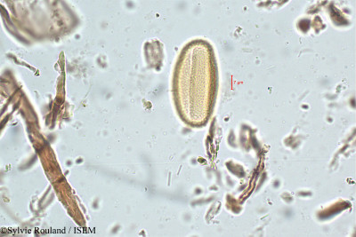 Biophytum candolleanum - lame n° 5067