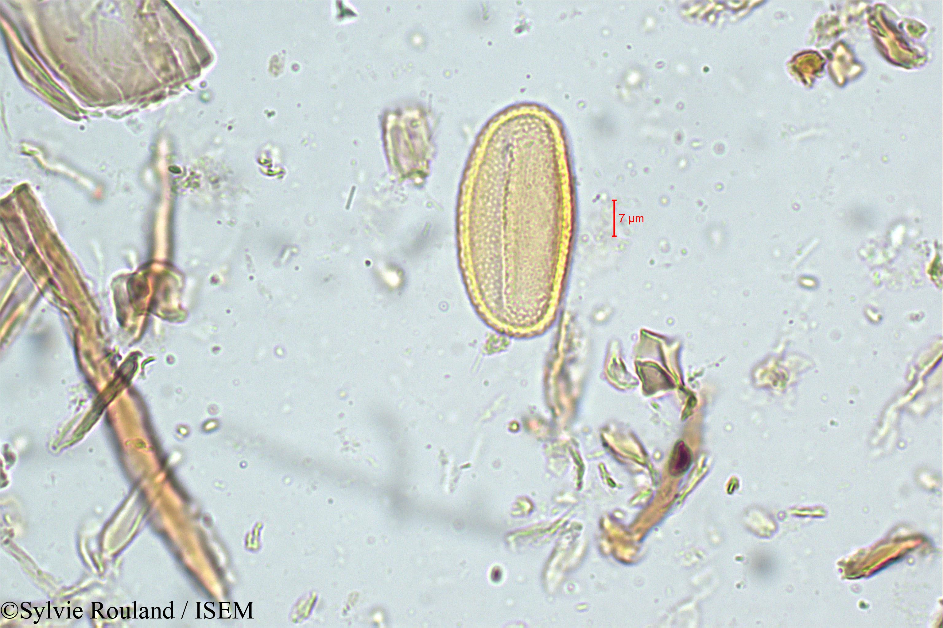 Sylvie.Rouland/Biophytum_candolleanum_5067/Biophytum_candolleanum_5067_0004(copy).jpg