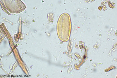 Biophytum candolleanum - lame n° 5067