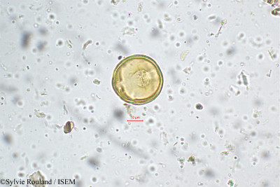 Sylvie.Rouland/Biophytum_intermedium_5230/Biophytum_intermedium_5230_0001(copy)_thumb.jpg