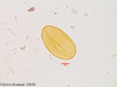 Sylvie.Rouland/Biophytum_sensitivum_3911/Biophytum_sensitivum_3911_0001(copy)_thumb.jpg