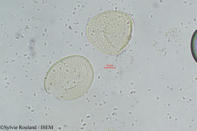 Sylvie.Rouland/Bismarckia_nobilis_308/Bismarckia_nobilis_308_0001(copy)_thumb.jpg