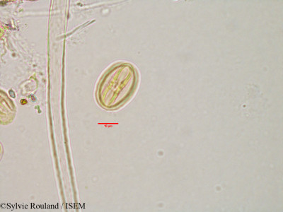 Sylvie.Rouland/Bivinia_jaubertii_3184/Bivinia_jaubertii_3184_0001(copy)_thumb.jpg