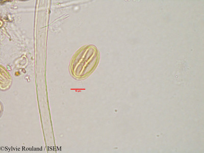 Bivinia jaubertii - lame n° 3184